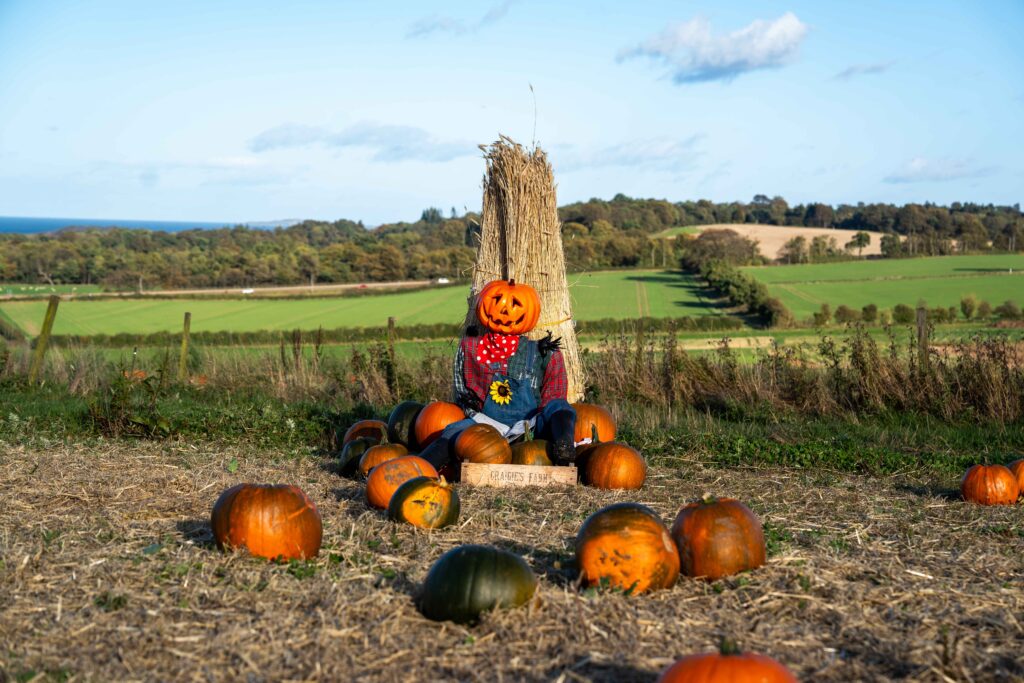 pumpkin picking